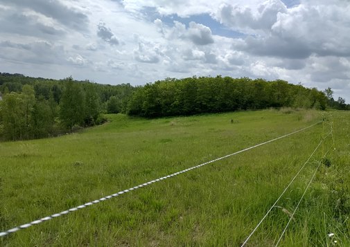 Hochlandrinder_2 (Seehaus e. V.)